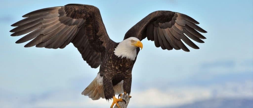 Le aquile più grandi del mondo