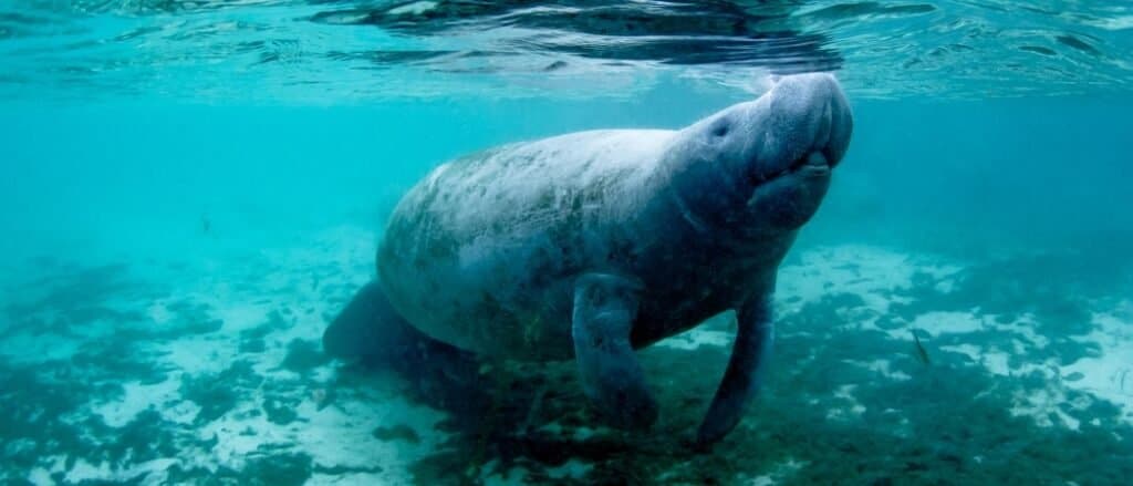I lamantini in Florida affrontano i pericoli degli umani