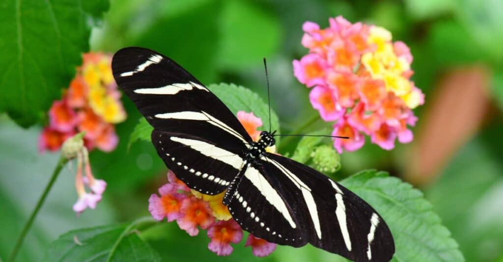 Farfalla Zebra Longwing