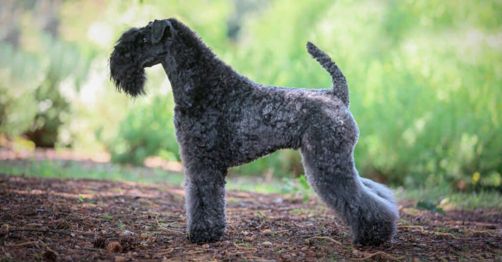 vista laterale di un Kerry Blue Terrier in piedi