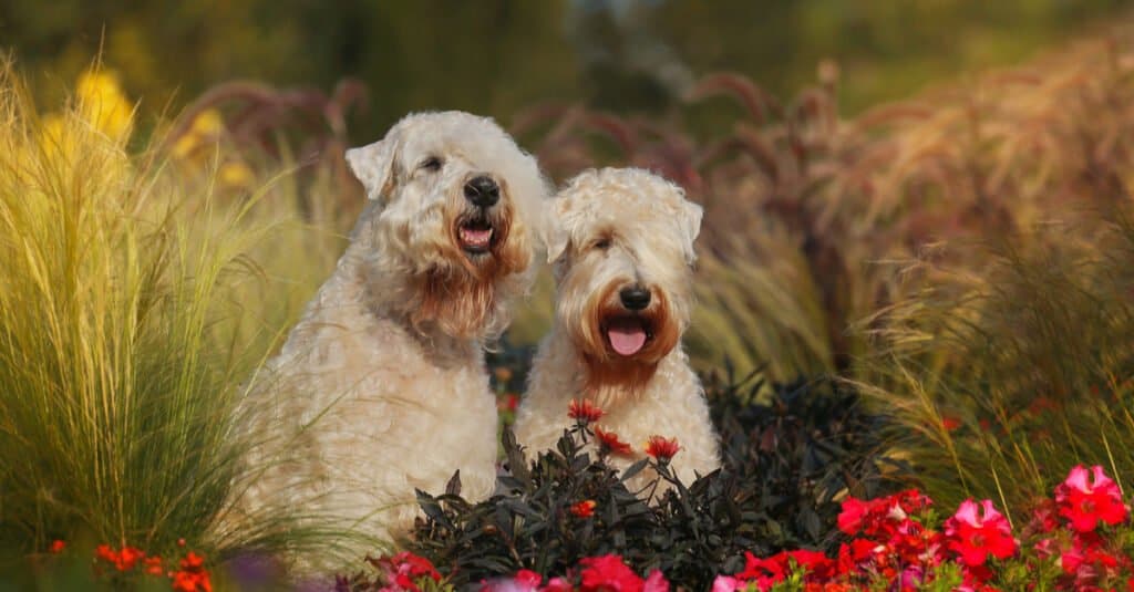terrier di grano rivestiti morbidi seduti insieme in fiori
