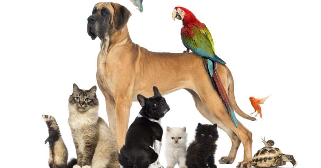 Il carlino più vecchio di sempre - Gruppo di cani