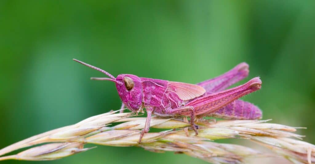 cavalletta rosa sulla foglia con sfondo sfocato