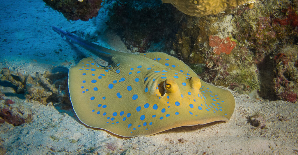 Le razze più grandi - Whiptail Stingray