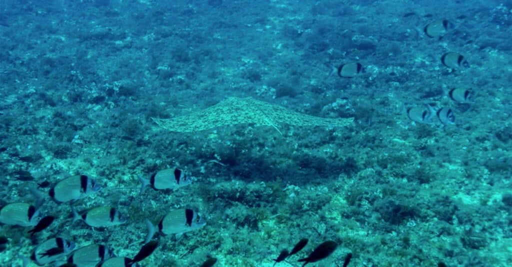 Le razze più grandi - Butterfly Ray