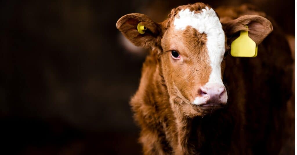 baby-mucca-con-etichetta