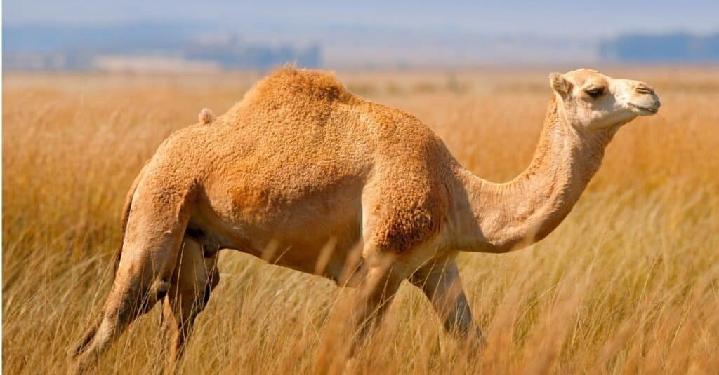 Animali con la pelle più dura-Cammello