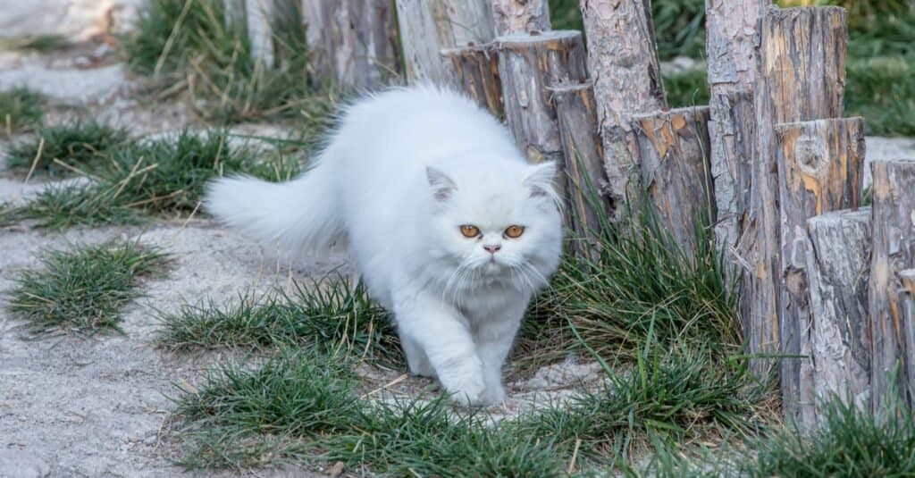 Tipi di razze di gatti egiziani