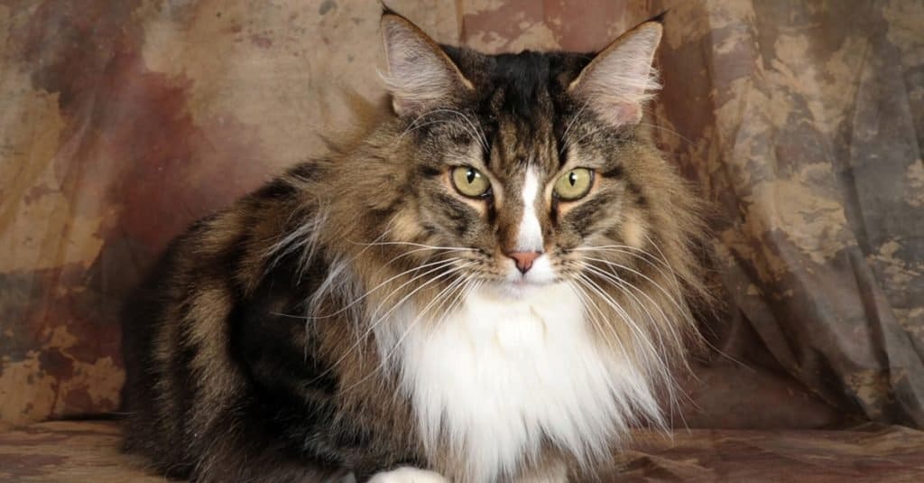 Gatto delle foreste norvegesi dai capelli piuttosto lunghi sdraiato su un panno marrone maculato.