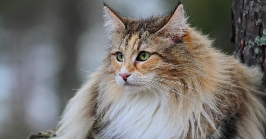 Gatto delle foreste norvegesi nella foresta.