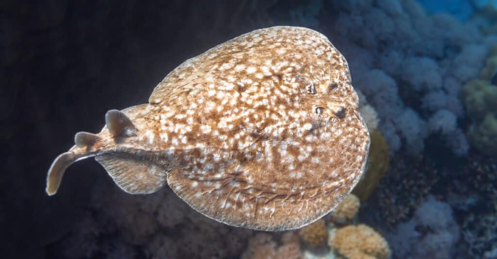 Pesce elettrico - Pacific Electric Ray