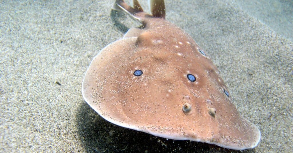 Pesce elettrico - Torpedo Ray comune 