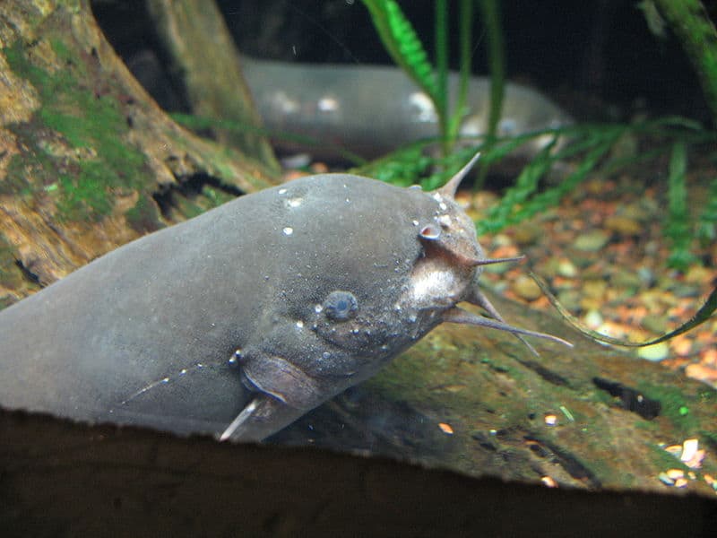 Pesce gatto elettrico