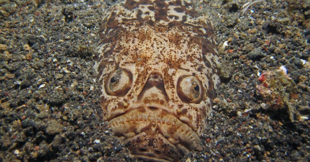 Pesce elettrico - Stargazer