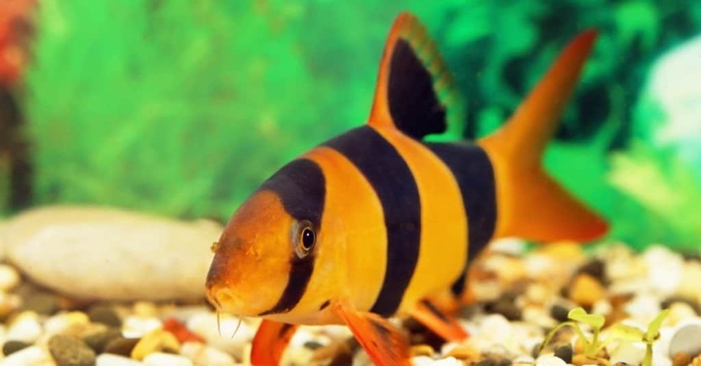 Tipi di pesci da compagnia a lunga vita - Loach pagliaccio