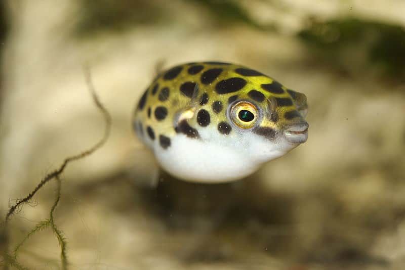 Pesce palla che nuota sulla sabbia