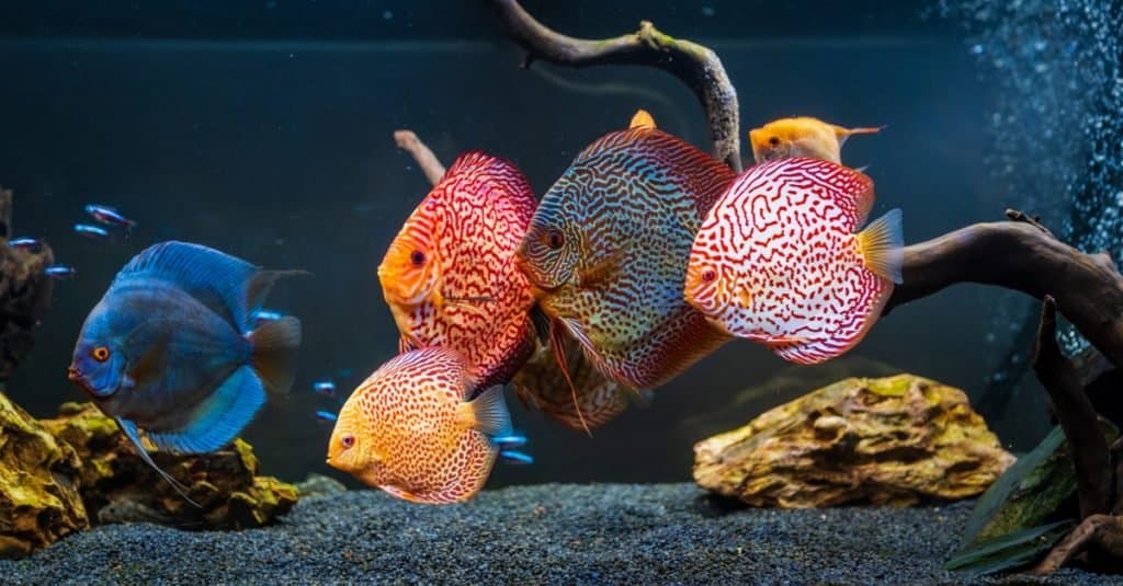 Animali preferiti e più popolari: i pesci