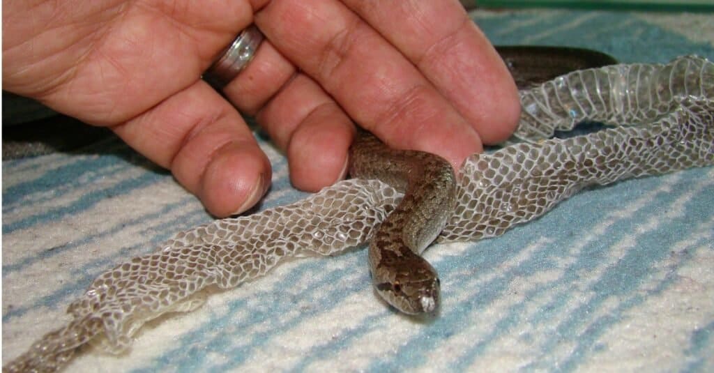 Quante volte i serpenti perdono il pelo