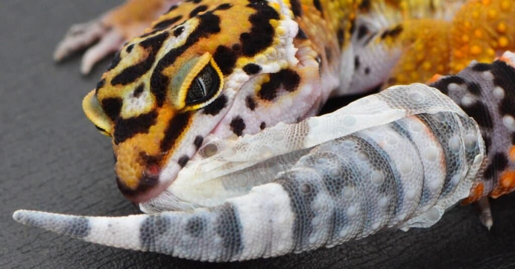 leopardo-geco-mangia-pelle-di-capannone