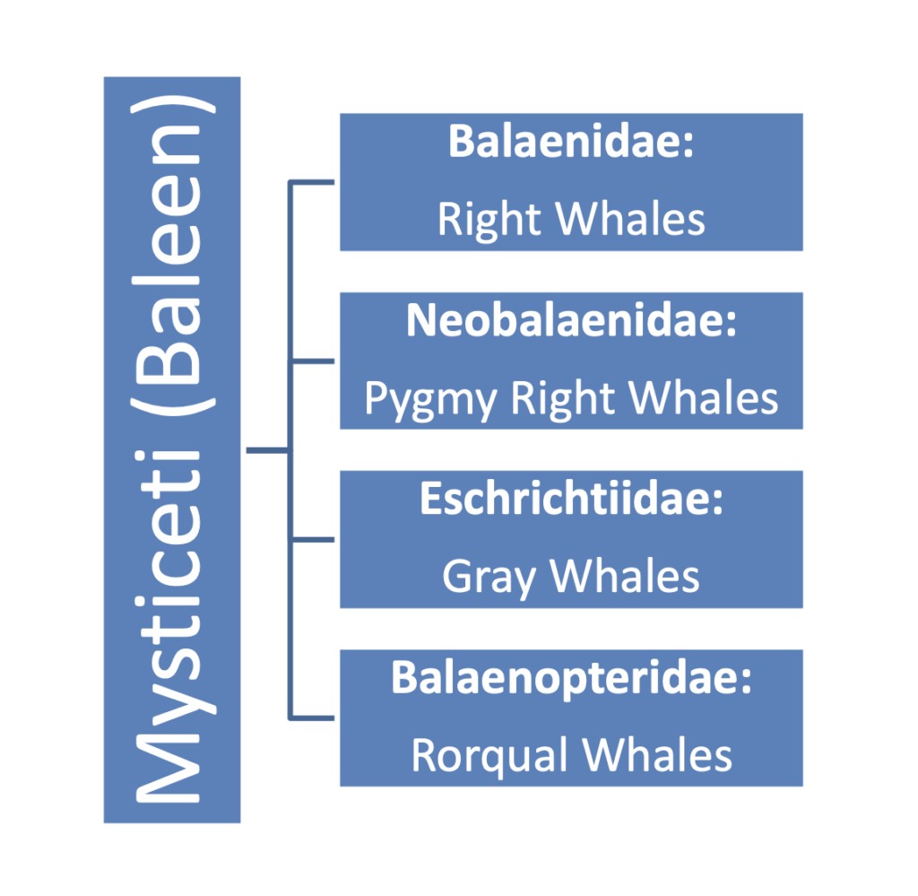 ri Delfini Balene - Classificazione Baleen Whale