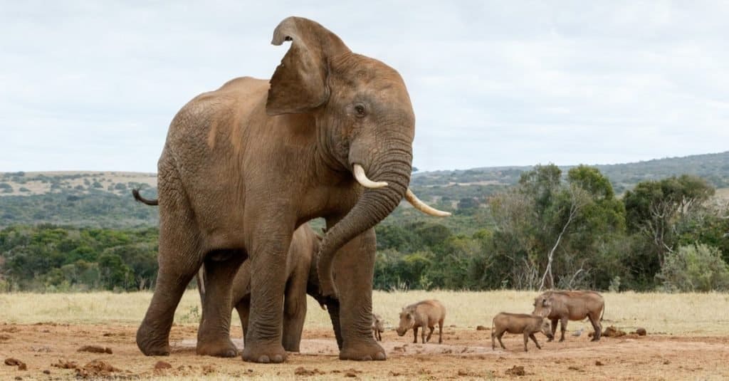 Animali più alti: elefante africano di Bush