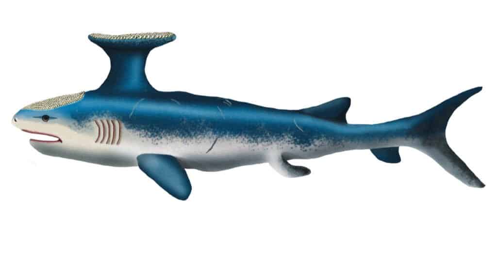 Squali che si sono estinti - Stethacanthus