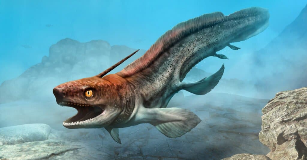 Squalo che si è estinto - Xenacanthus