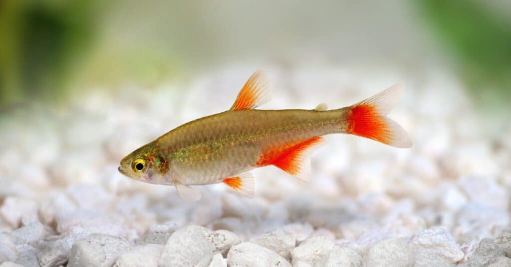 closeup-bloodfin-tetra-nuoto