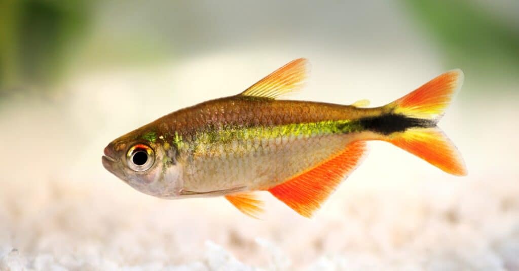 buenos-aires-tetra-nuoto