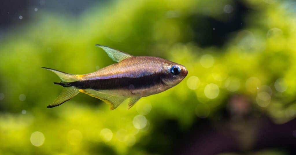 imperatore-tetra-primo piano-nuoto