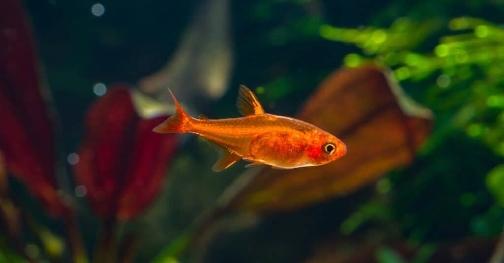 ember-tetra-closeup-nuoto
