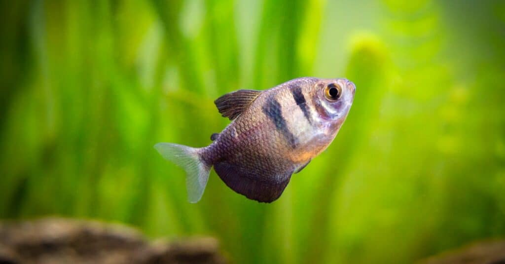 black-gonna-tetra-pesce