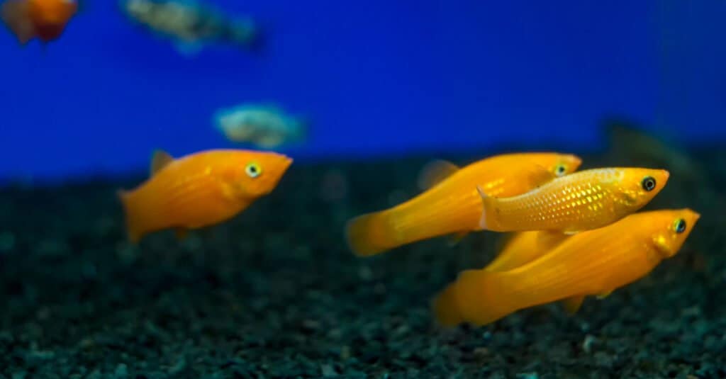 I pesci Molly possono coesistere pacificamente con i guppy