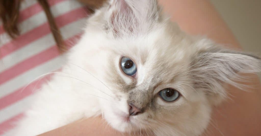 lilla-punto-ragdoll-kitten-primo piano