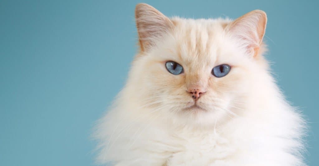 punto-crema-gatto-ragdoll-primo-piano