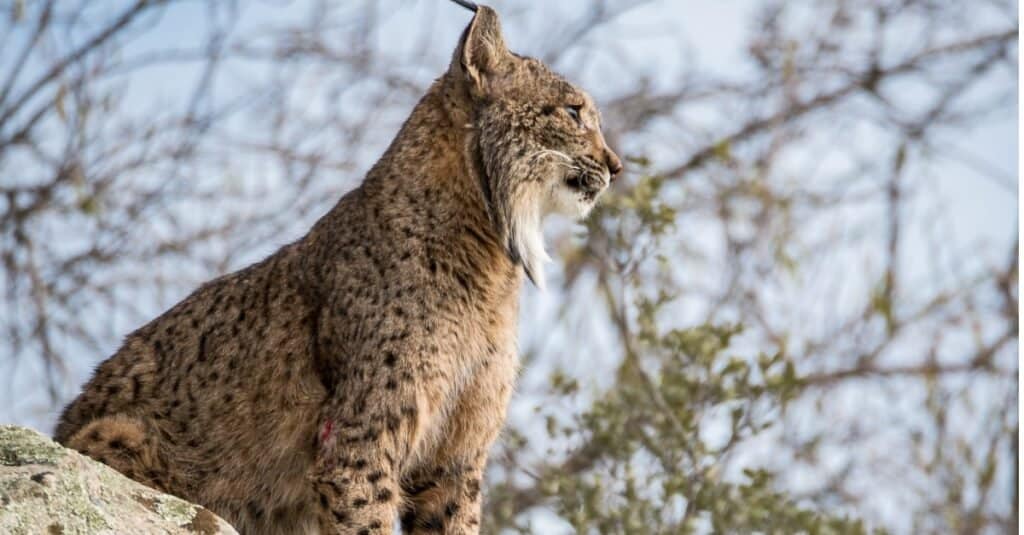 Lince iberica che guarda seduta sulla roccia