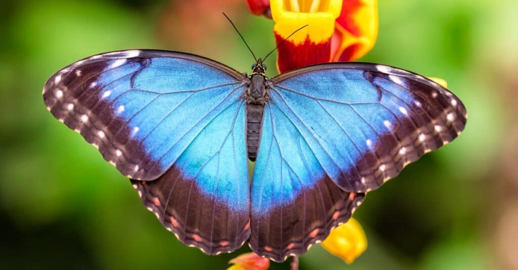 Farfalla morfo blu