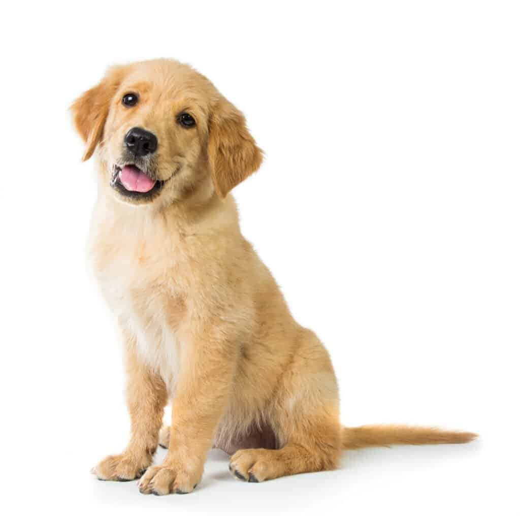 Durata della vita di Labrador Retriever - Cucciolo di Labrador