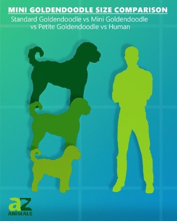 Mini Goldendoodle Confronto delle dimensioni: goldendoodle standard umano petite goldendoodle 