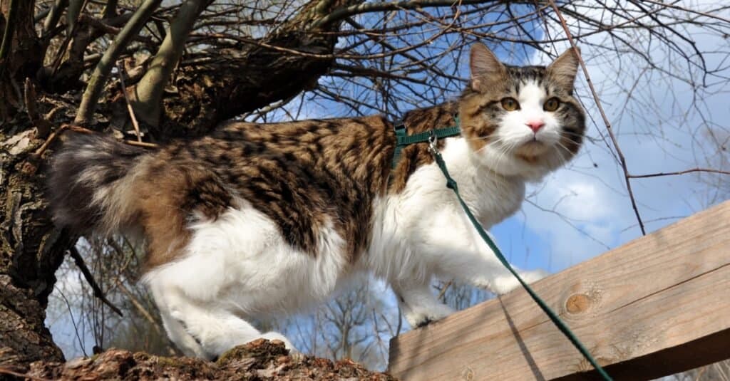 kurilian-bobtail-gatto-che-cammina-fuori-al-guinzaglio