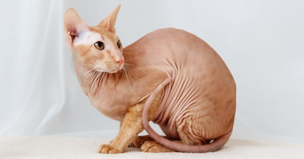 Razze di gatti più costose: Peterbald