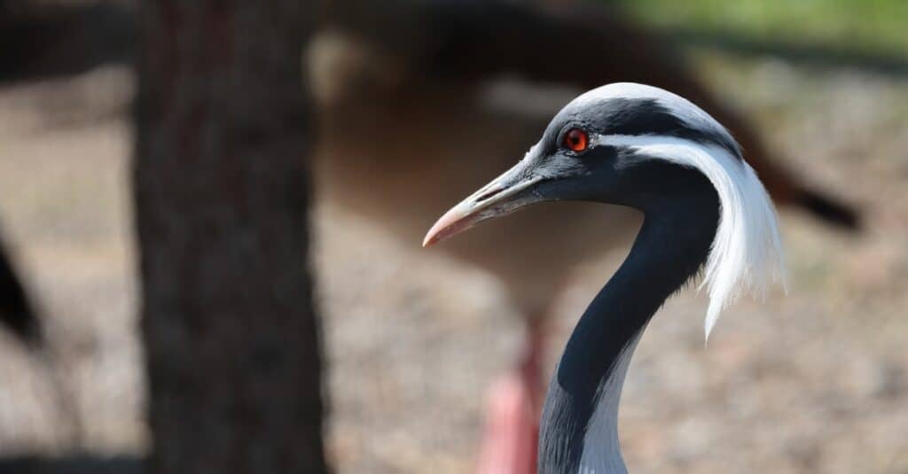 Uccelli con i capelli più pazzi: Demoiselle Crane