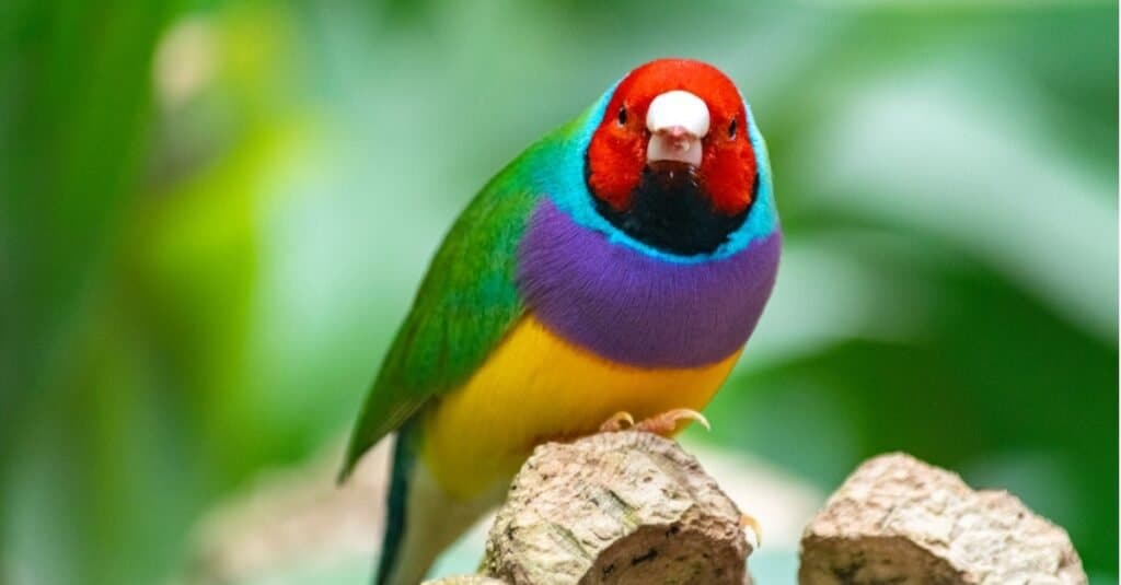 Gli uccelli più costosi: il fringuello di Gould