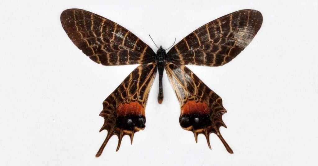 Le farfalle più rare al mondo