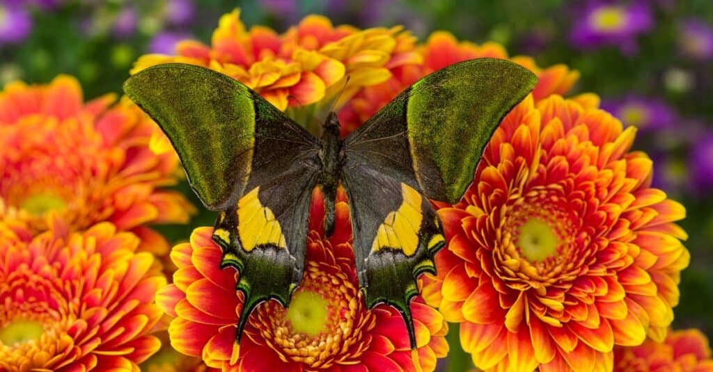 Le farfalle più rare al mondo