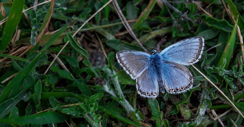 Le farfalle più rare al mondo