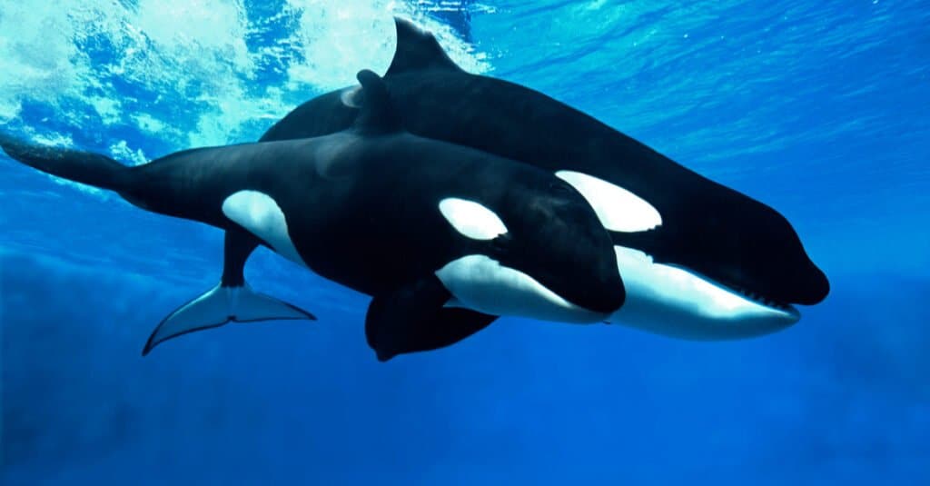 baby-orca-balena