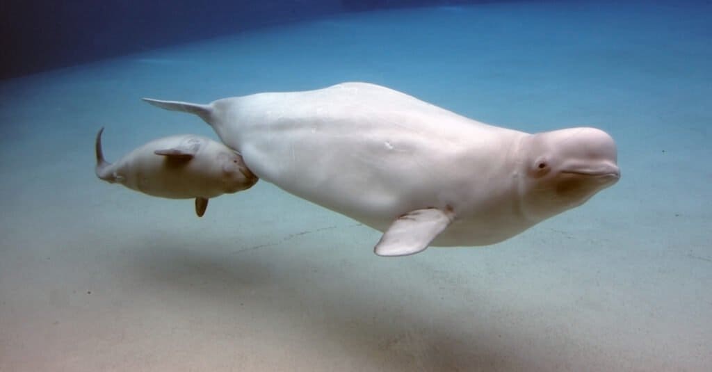 beluga-balena-baby-nuoto