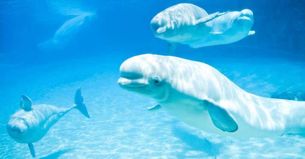 famiglia-di-baby-beluga-balene