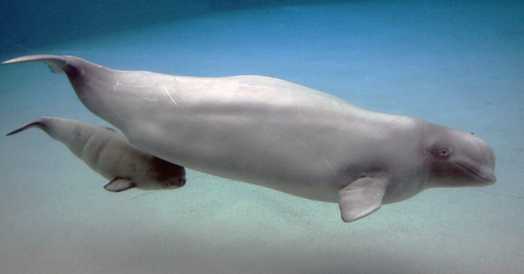baby-beluga-che-nuota-con-la-madre